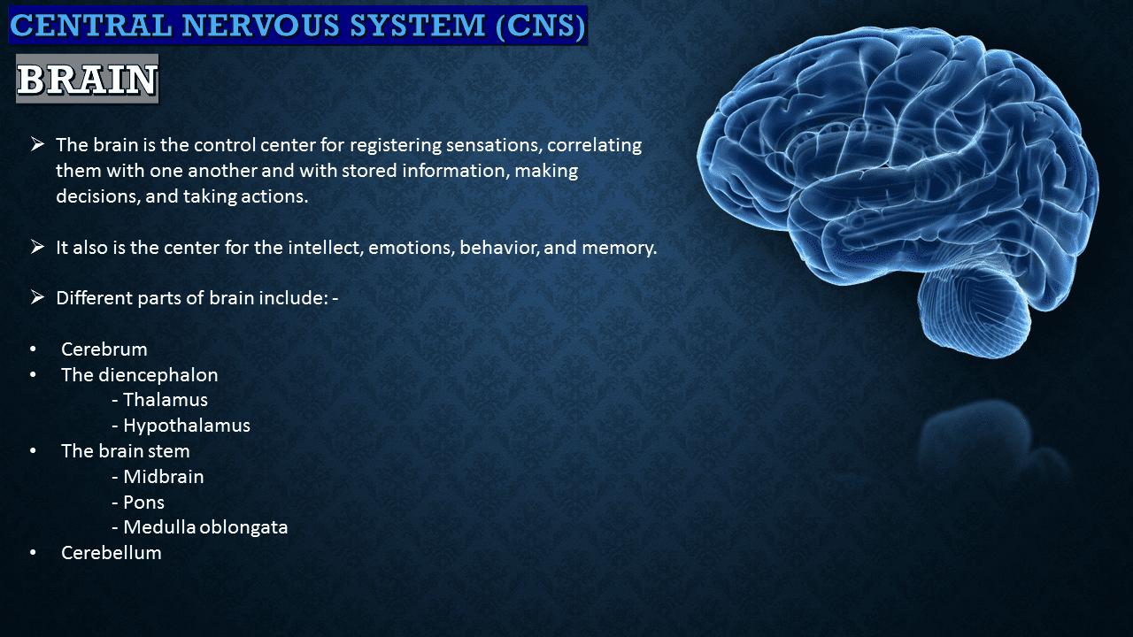 Classification of Nervous System: Pictorial Presentation - NeuroHealth