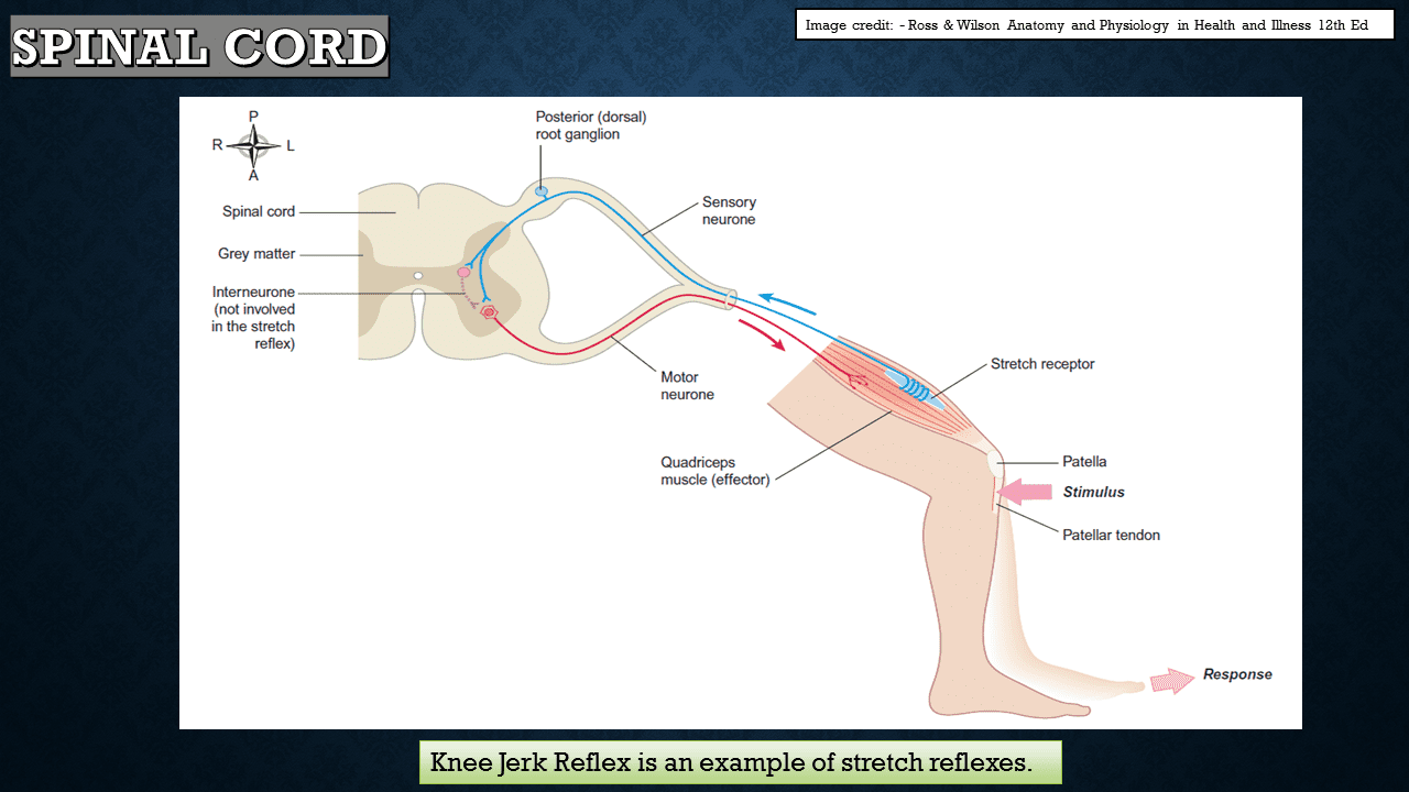 Classification Of Nervous System: Pictorial Presentation - Neurohealth